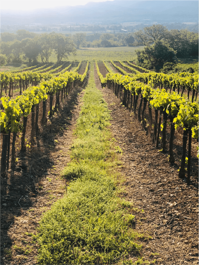 Vineyard